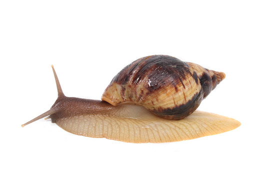蝸牛
