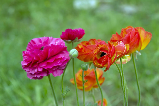 花毛茛