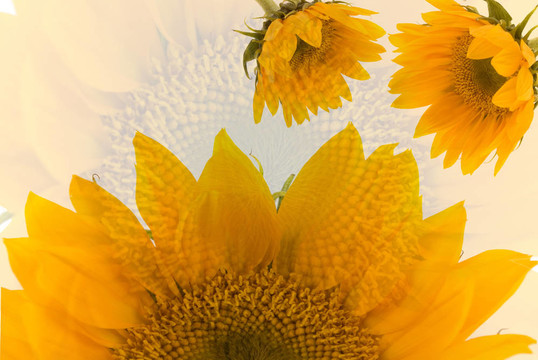 太陽花