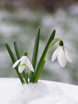 雪花蓮