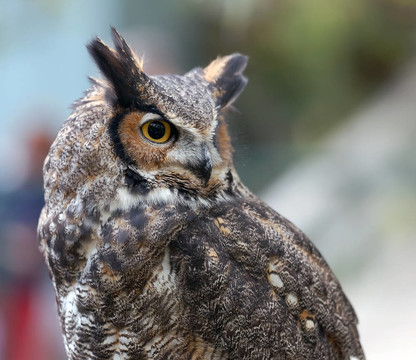 斑點(diǎn)貓頭鷹（Bubo africanus）