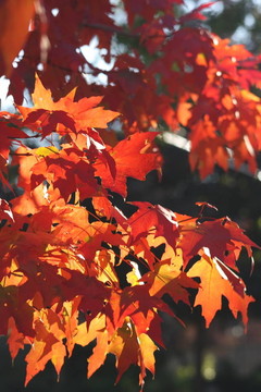 燦爛的紅色楓葉