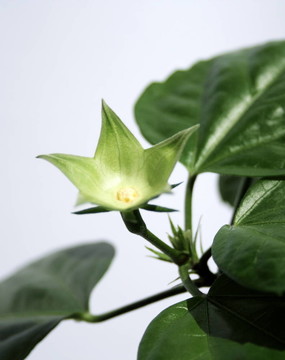 木槿花