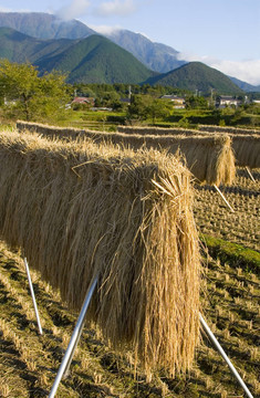 Rice梗