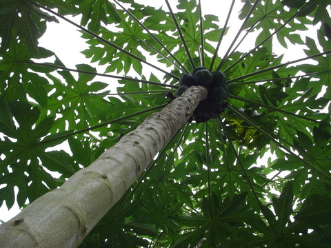 木瓜樹(shù)