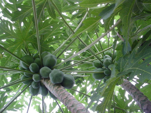 木瓜樹(shù)