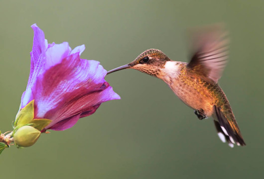Hummer與芙蓉