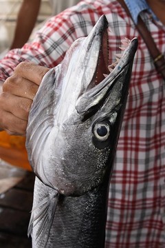 魚頭