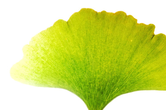Gingko葉
