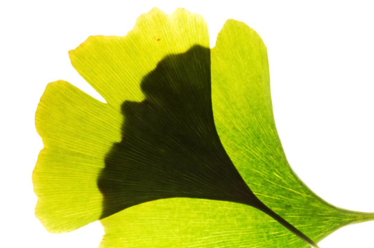 Gingko葉