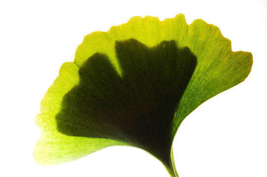 Gingko葉