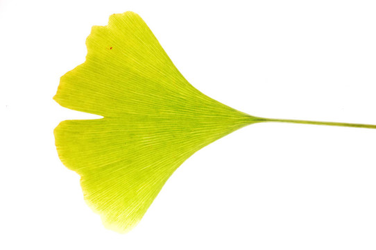 Gingko葉