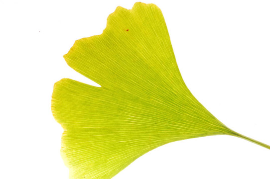 Gingko葉