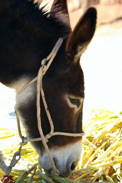 驢（Equus asinus）