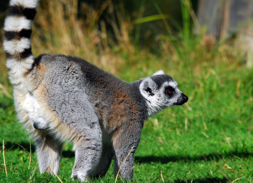 環(huán)尾狐猴（Lemur catta）