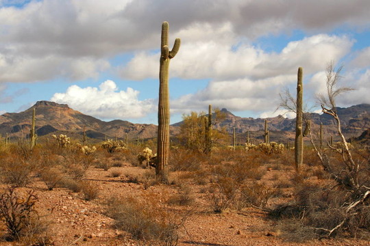 仙人掌；AZ