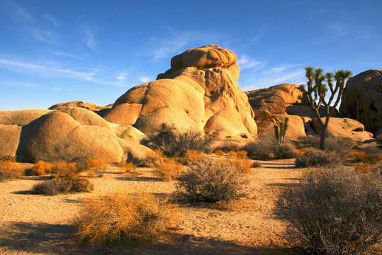 巖石；Joshua Trees；鈣