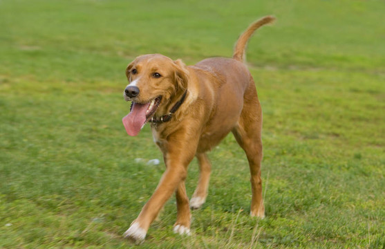 獵犬奔跑