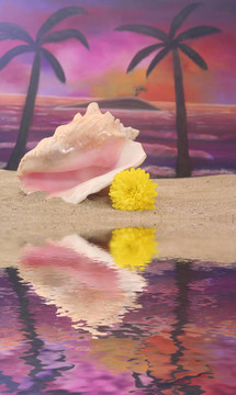 殼牌在Beach