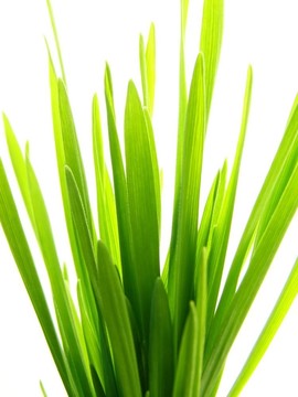 綠色的草稈