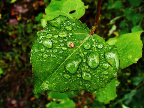 雨滴