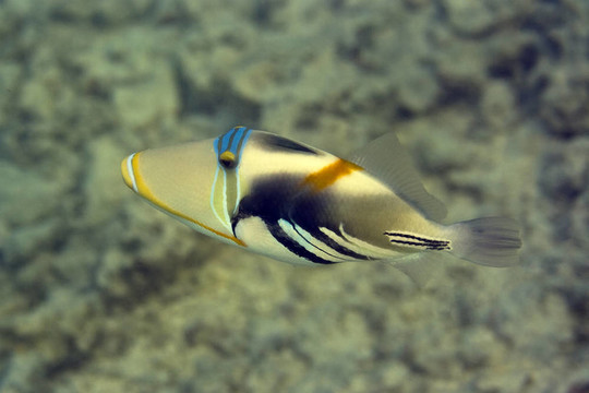 畢加索扳機(jī)魚