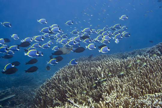藍刺尾魚科魚