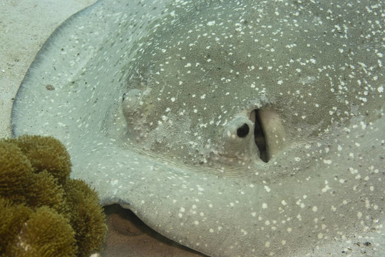 Stingray的特寫