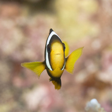 克拉克的小丑魚(yú)