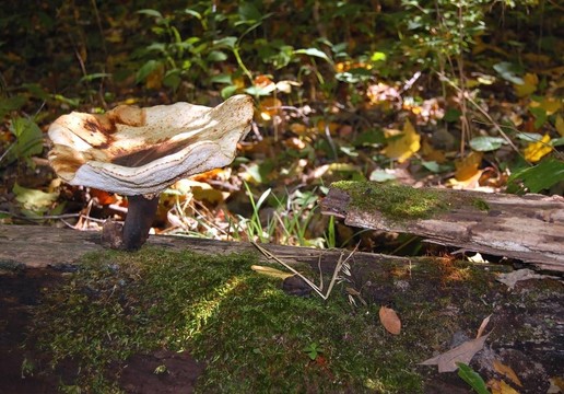野生蘑菇