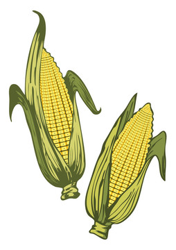 玉米穗