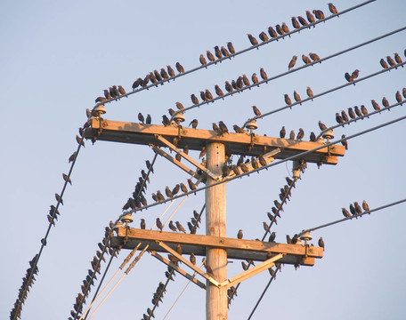 電線上的鳥