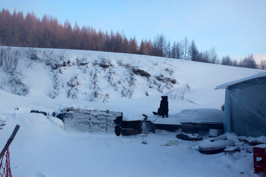 林海雪原 雪鄉(xiāng) 樹木 白雪 冬