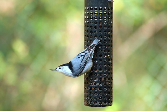白胸鳾