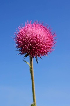 薊花