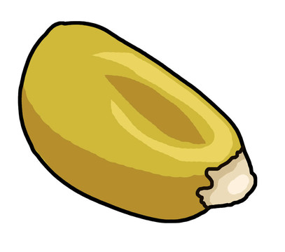 玉米