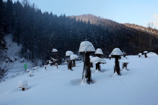 林海雪原 雪鄉(xiāng) 樹木