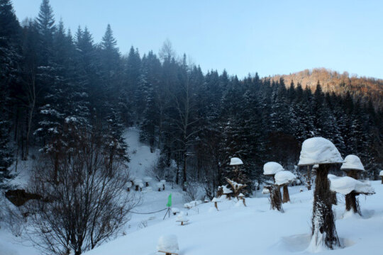 林海雪原 雪鄉(xiāng) 樹(shù)木 白雪 冬