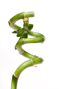 幸運(yùn)竹