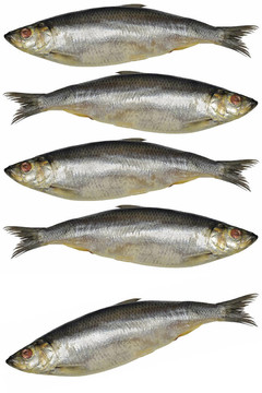 沙丁油魚