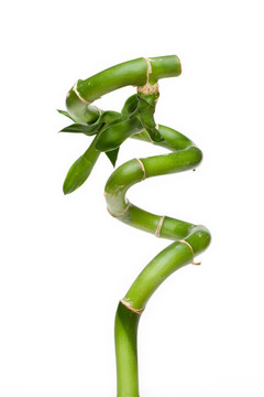 幸運(yùn)竹