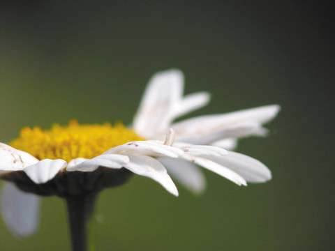 場(chǎng)甘菊