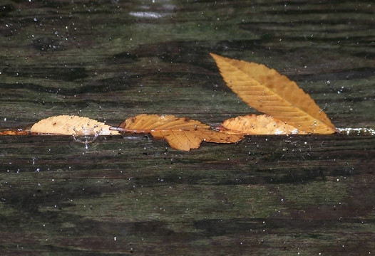 雨滴和树叶