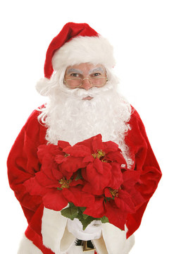 Santa用一品紅