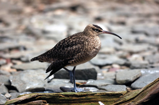 Whimbrel（Numenius Phaeopus）