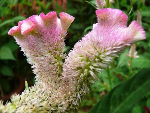 雞冠花
