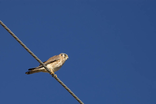 kestral對HighWire