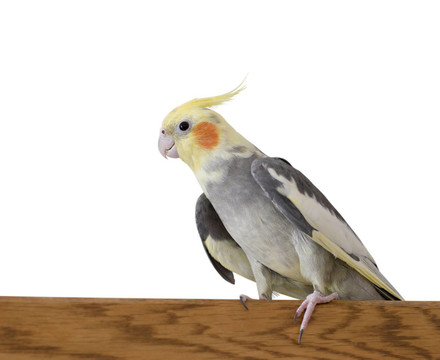 鸚鵡