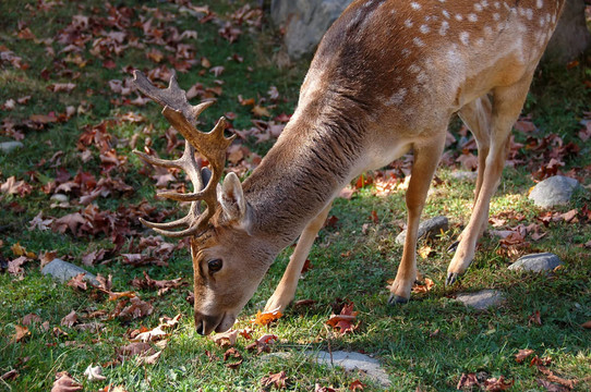 Fallow Deer（鹿）
