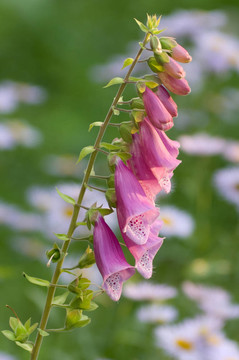 藍鈴花